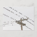 Recherche de oiseaux sur un fil cartes postales Nature