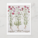 Recherche de fleurs 19ème cartes postales Botanique