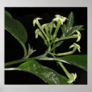 Recherche de jasmin posters Vigne