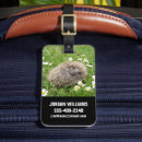 Recherche de hérisson Jeune animal
