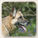 Recherche de alsacien dessous de verres Chien