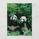 Recherche de sichuan cartes postales Panda