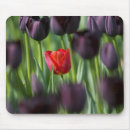 Recherche de keukenhof Culture