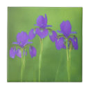 Recherche de iris carreaux Violet