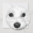 Recherche de maltais invitations Chiot
