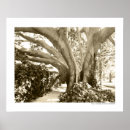 Recherche de arbre noir et blanc art Paysage