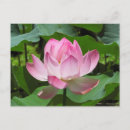 Recherche de fleur exotique cartes postales Rose