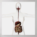 Recherche de intestin posters Estomac