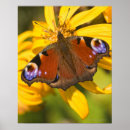 Recherche de plan rapproché posters Faune