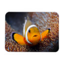 Recherche de poissons tropicaux magnets Bleu