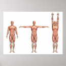 Recherche de anatomie humaine posters Muscles