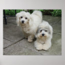 Recherche de coton de tulear posters Chiot