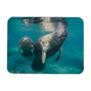 Recherche de cute magnets Ocean