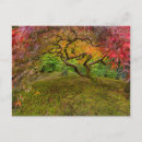 Recherche de érable japonais cartes postales Automne