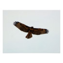 Recherche de faucon posters Nature