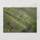 Recherche de terrasse cartes postales Asie