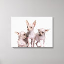 Recherche de chiwawa art Chien