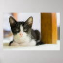 Recherche de animaux de bébé posters Assis
