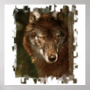 Recherche de loups posters Gris