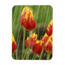 Recherche de tulipes de ressort magnets Fleur