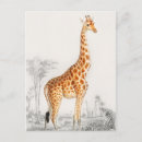 Recherche de zoo cartes postales Girafe