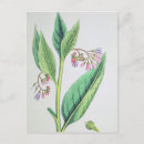 Recherche de var cartes postales Fleur