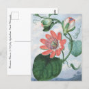 Recherche de 1799 cartes postales Botanique