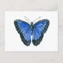 Recherche de papillon bleu de morpho cartes postales Ailes