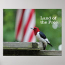Recherche de birding posters Pivert