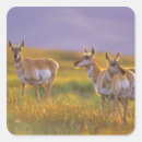 Recherche de le montana autocollants Faune
