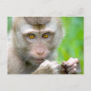 Recherche de visage de singe cartes postales Zoo