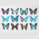 Recherche de collection de papillon Papillons