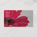 Recherche de gerbera cartes visite Marguerite