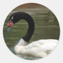 Recherche de cygne blanc autocollants Élégant