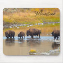 Recherche de bison tapis souris Faune