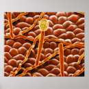 Recherche de de biologie posters Botanique