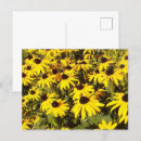 Recherche de fleurs jaunes cartes postales Susan aux yeux noirs