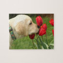 Recherche de chiot labrador puzzles Animaux