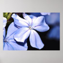 Recherche de affaires florales posters Bleu