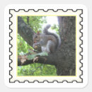 Recherche de écureuil gris autocollants Nature