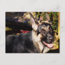 Recherche de policier cartes postales Animaux