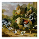 Recherche de coq vintage posters Oiseau