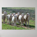 Recherche de petit agneau posters Animal de ferme