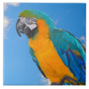 Recherche de perroquet bleu carreaux Oiseau