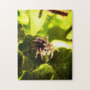 Recherche de spider puzzles Green