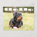 Recherche de chiots rottweiler cartes postales Vous manquez