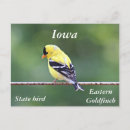 Recherche de canards sauvages cartes postales Nature