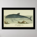 Recherche de zoologie posters Histoire naturelle