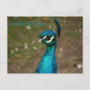 Recherche de plumes de paon cartes postales Vert