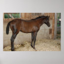 Recherche de stable posters Nature